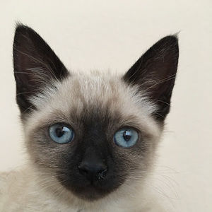 Meet your Posher, Candice